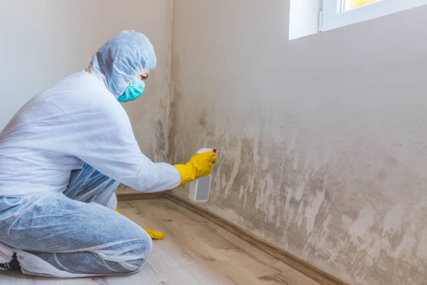 Licensed Commercial Mold Remediation service in Saint Francis, MN - WQB Mold Removal